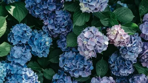 Не пропустите «апрельское окно»: 5 растений, которые надо обрезать пря...