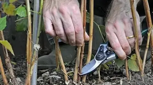 Как обрезать ремонтантную малину, чтобы получить щедрый урожай