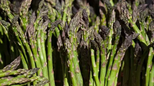 Как сажать, выращивать и собирать спаржу: полная инструкция от опытных...
