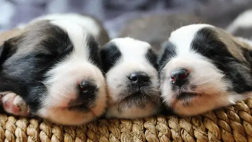 Тревога разлуки у щенков: какие сигналы нельзя игнорировать хозяевам