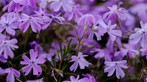 Садоводы назвали лучший быстрорастущий почвопокров для сада