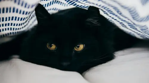 Почему домашние животные симулируют болезни: ветеринар назвал причину