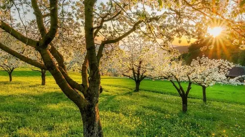 8 фруктовых деревьев, которые естественно отпугивают вредителей и дают...