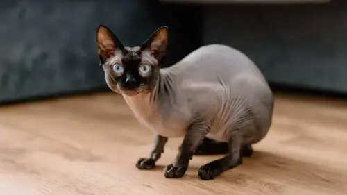 Ветеринар назвал 5 пород кошек, которых никогда не завел бы дома: прич...