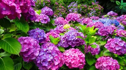 Чем подпитать гортензию в домашних условиях, чтобы цвела