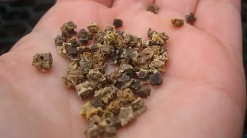 Когда сеять свеклу в открытую почву, чтобы не пошла в ботву