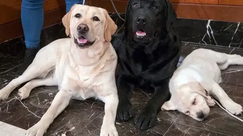 Ветеринар назвал 3 лучшие породы собак для тех, кто заводит питомца вп...