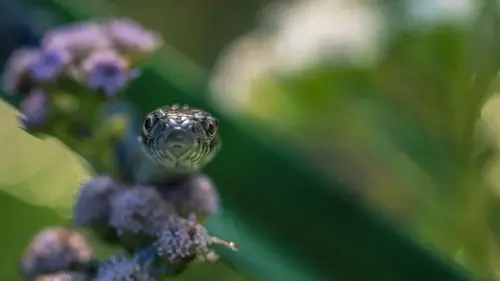 Пять ошибок во дворе, которые незаметно привлекают змей