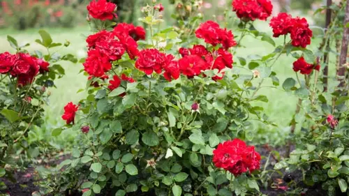 Они гниют и борются за воду: какие пары растений не рекомендуют сажать...