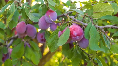 Какие фруктовые деревья посадить на маленьком дворе: 9 лучших варианто...