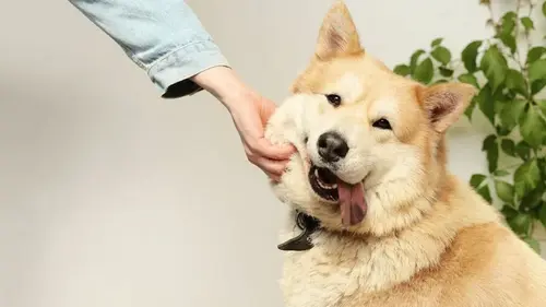 Как часто мыть собаку, чтобы не навредить: ответ ветеринаров удивил