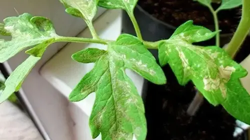 Побелевшая рассада помидоров после посадки в почву: причины и что дела...