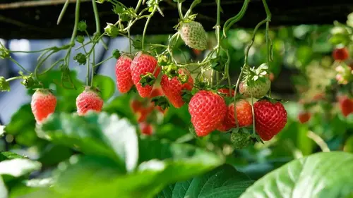 Как у себя на подоконнике вырастить клубнику из магазинного плода