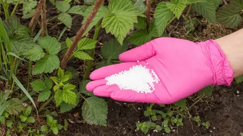 После цветения смородину посыпаю горстью одной подкормки: ягоды размер...