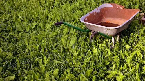 Как убрать сорняки за 5 минут: домашнее средство без уксуса и отбелива...
