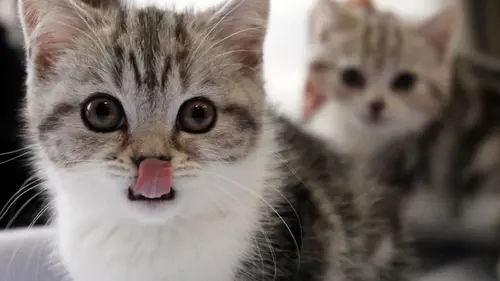 8 продуктов с вашей кухни, которые могут быть токсичными для кота