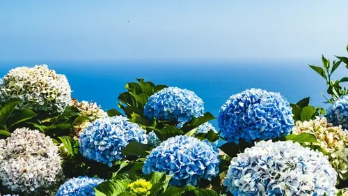 Что сделать с почвой, чтобы гортензии имели насыщенные синие и фиолето...