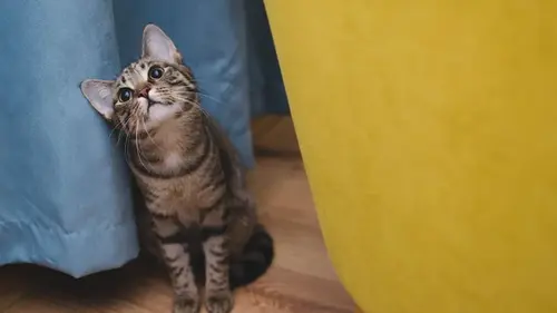 Коты могут понимать людские слова: как проверить, что питомец вас слуш...