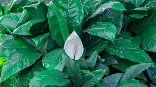 Спатифиллум будет буйно цвести: достаточно одной ложки этого средства в горшок