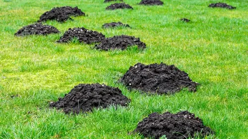 Кроты перекопали огород: как избавиться от них без яда и ловушек
