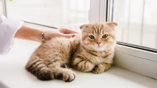 Как понять, что кошка вас любит: 7 неочевидных признаков, которые выдают её чувства