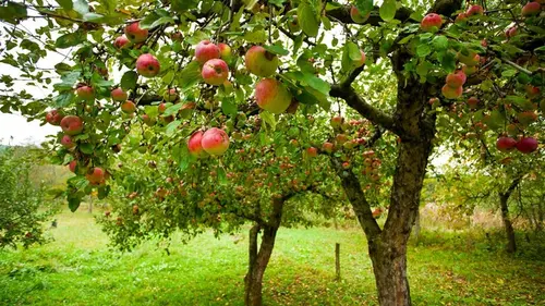 Как неосторожная обрезка дерева может лишить урожая: эксперты предупре...