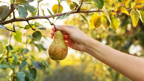Эксперт назвала 5 фруктовых деревьев, которые выращивать проще, чем пе...
