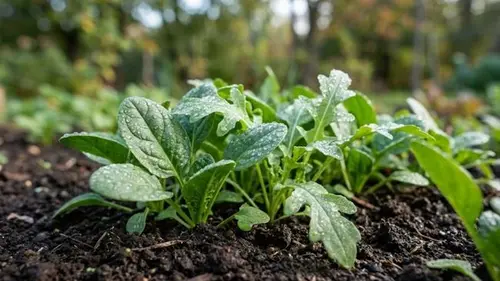 Урожай до самых морозов: 4 культуры, которые советуют сажать именно в ...