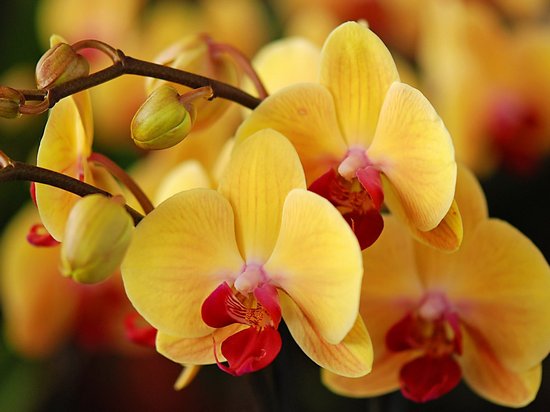 Какой грунт купить для орхидей фаленопсис в Москве