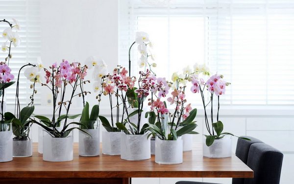 грунт для орхидеи фаленопсис