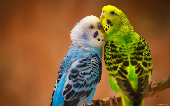 Как научить разговаривать волнистого попугайчика