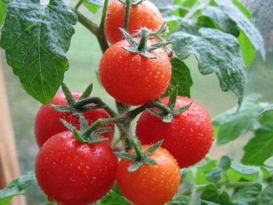 Как нужно правильно поливать помидоры?