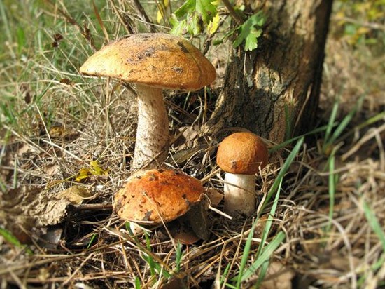Опасные грибы. Как не отравиться дарами леса?