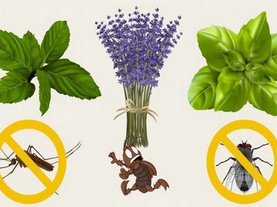 7 растений, которые защитят дом от комаров